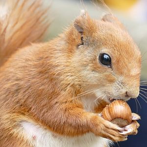 Red Squirrel