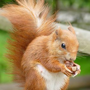 Red Squirrel