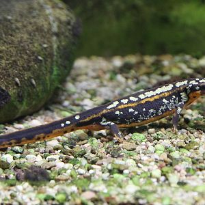 Japanese Newt (Cynops ensicauda popei), July 2015
