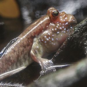 Periophthalmus barbatus, July 2015