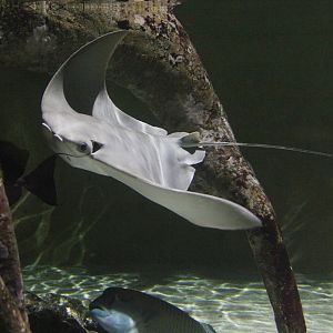 Giant Shovelnose Ray (Rhinoptera bonasus), July 2015