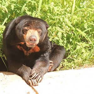 Sun Bear