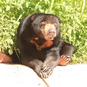 Sun Bear
