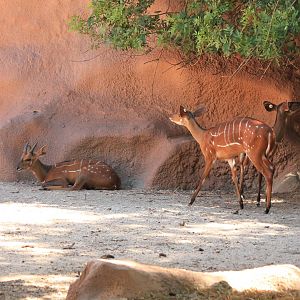 West African Bushbuck