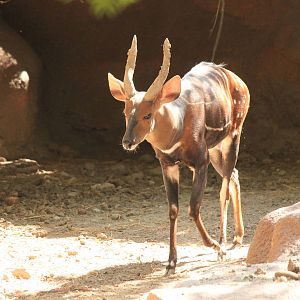 West African Bushbuck