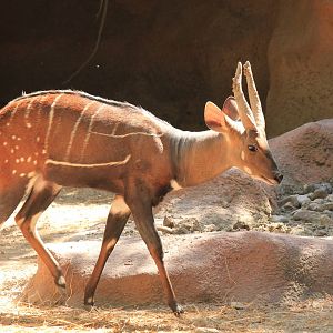 West African Bushbuck