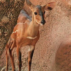 West African Bushbuck