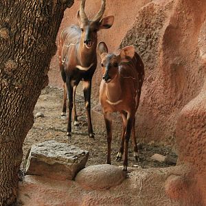 West African Bushbuck