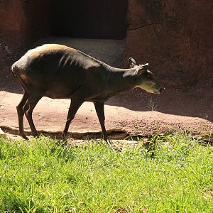 Yellow-Bakced Duiker