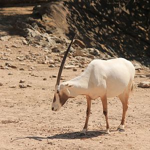 Arabian Oryx
