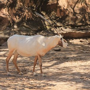 Arabian Oryx
