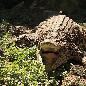 Cuban Crocodile