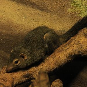 Northern Tree Shrew