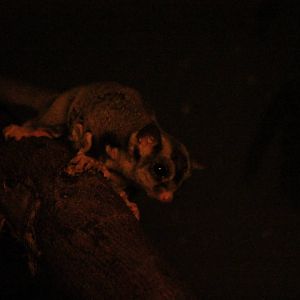 Sugar Glider