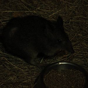Long-Nosed Potoroo