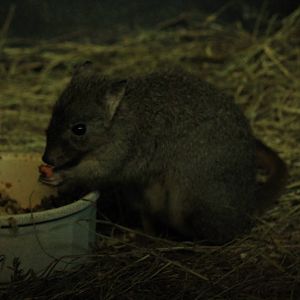 Brush-Tailed Bettong