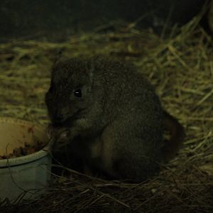 Brush-Tailed Bettong