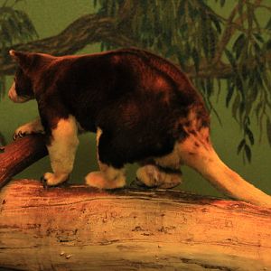 Matschie's Tree Kangaroo