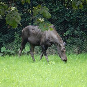 7/3/2015 - Female Moose