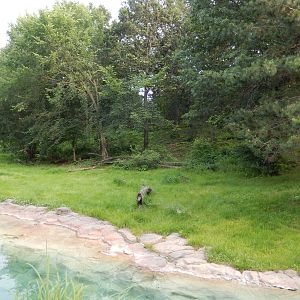 7/3/2015 - Tiger Lair