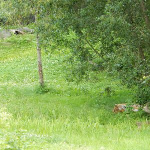 7/3/2015 - Amur Tiger and Its "Kill"