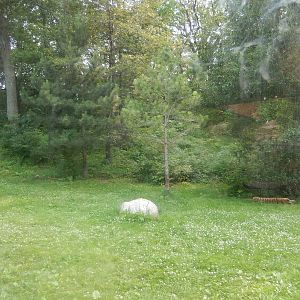 7/3/2015 - Tiger Lair