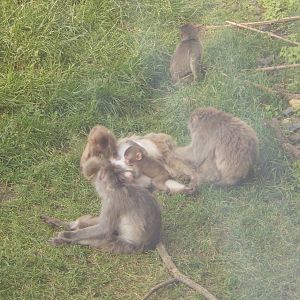 7/3/2015 - Japanese Macaques