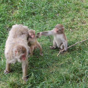 7/3/2015 - Japanese Macaque Trio