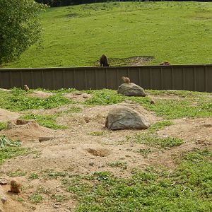 7/3/2015 - Prairie Dog Habitat w/ Bison View