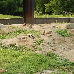 7/3/2015 - Prairie Dog Habitat