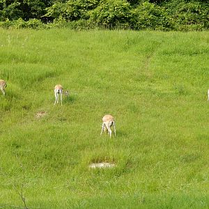 7/3/2015 - Goitered Gazelles