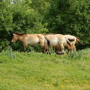 7/3/2015 - Przewalski's Wild Horse Herd
