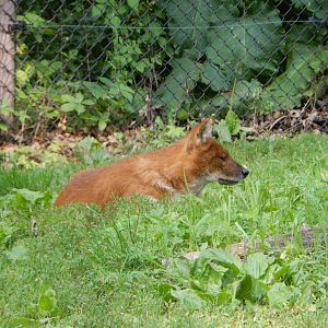 7/3/2015 - Dhole