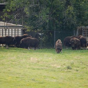 7/3/2015 - Musk Ox Herd
