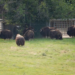 7/3/2015 - Musk Ox Herd
