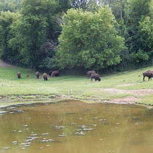 7/3/2015 - American Bison Herd