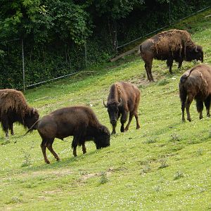7/3/2015 - American Bison Herd