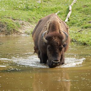 7/3/2015 - Bison Bull