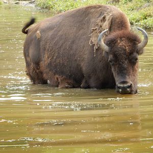 7/3/2015 - Bull in the Water