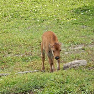 7/3/2015 - American Bison Calf