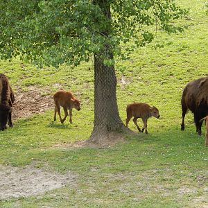 7/3/2015 - Bison Adults and Calves