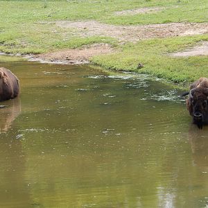 7/3/2015 - Bulls in the Pond