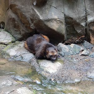 7/3/2015 - Wolverine