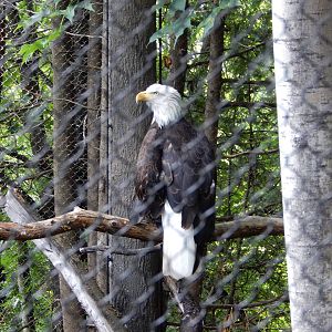 7/3/2015 - Bald Eagle