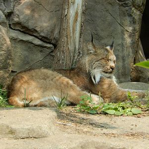 7/3/2015 - Canadian Lynx