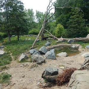 7/3/2015 - American Black Bear Habitat