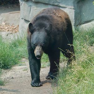 7/3/2015 - American Black Bear