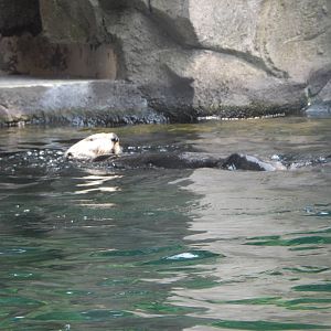 7/3/2015 - Sea Otter