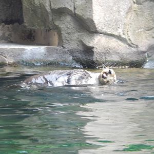 7/3/2015 - Sea Otter
