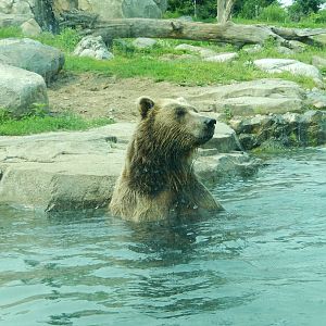 7/3/2015 - Brown Bear Taking It Easy